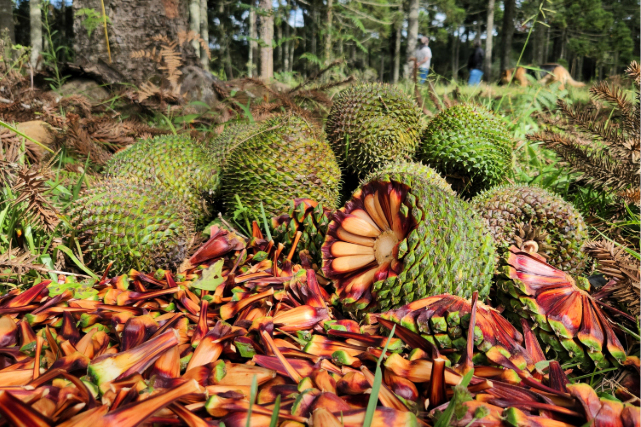Fim da espera: temporada do pinhão começa nesta quarta (15) em todo o Paraná