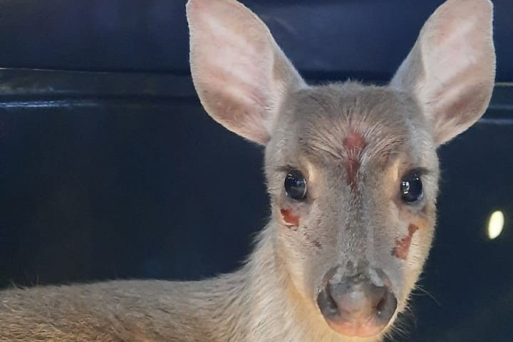 Veado-catingueiro encontrado ferido em Irati é solto pelo IAT após tratamento em Guarapuava