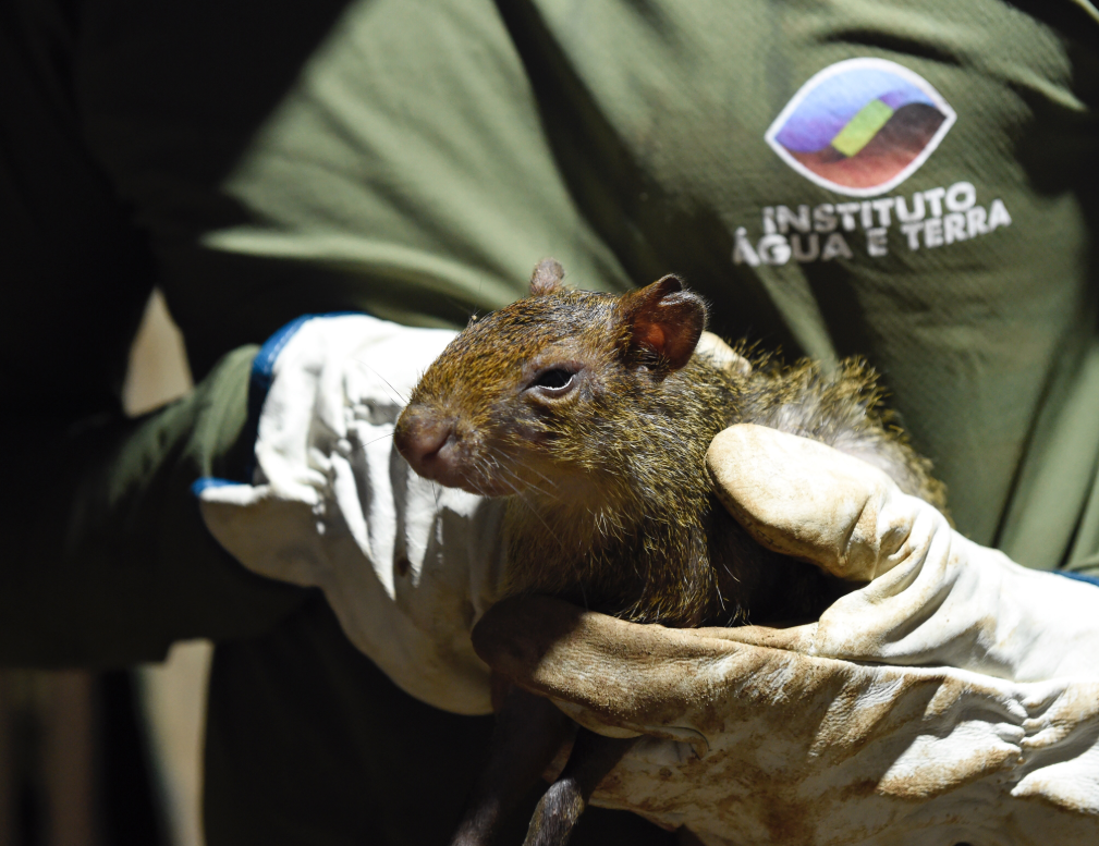 IAT resgata 29 cutias e 9 pacas de criadouro irregular em Cantagalo