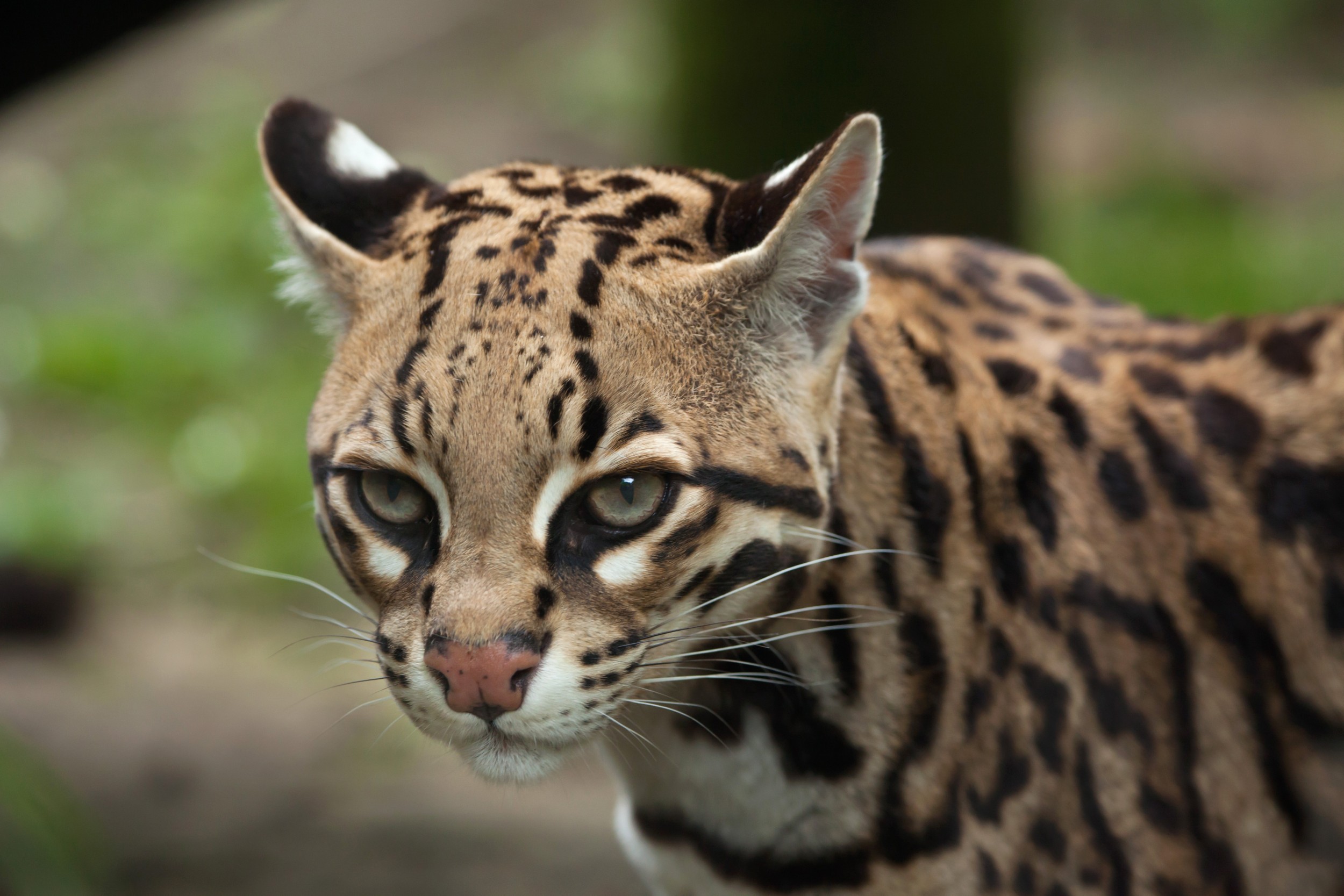 Jaguatirica é resgatada em fazenda de Guarapuava após mobilização da PM e Polícia Ambiental