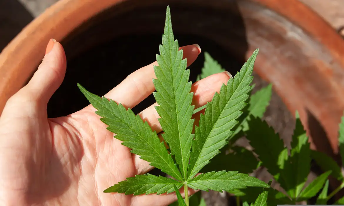 Anvisa proíbe venda de produtos à base de cannabis sem registro