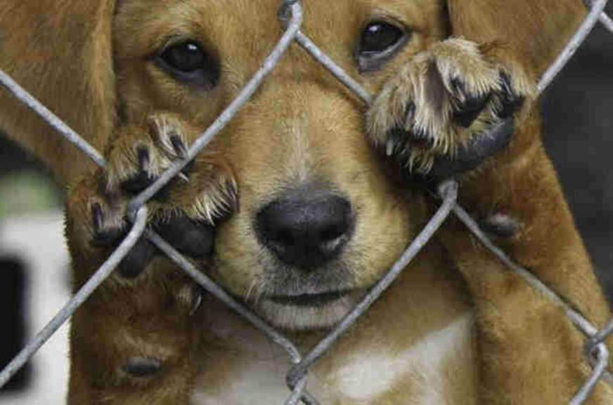 Comissão aprova projeto que cria disque-denúncia de maus-tratos a animais 